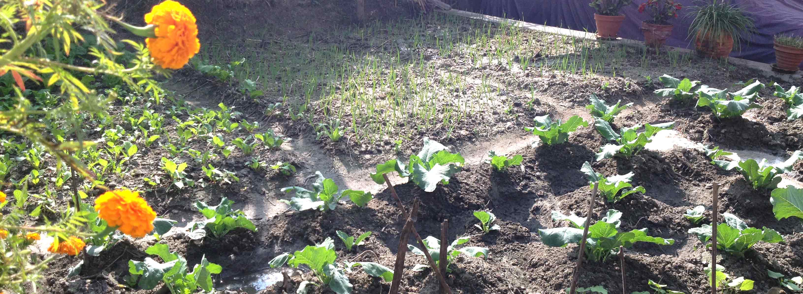 Backyard Garden – Why you should invest your time and money for a healthy 2016?